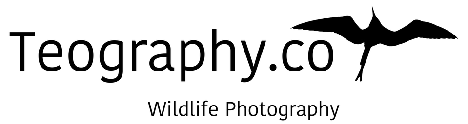 Teography.co