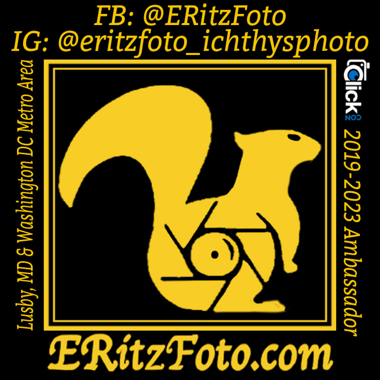 ERitzFoto - The ShutterSquirrel Logo