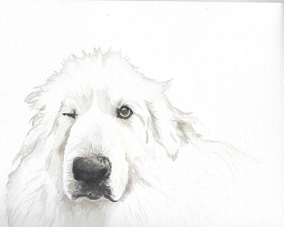Paula's Pet Portraits