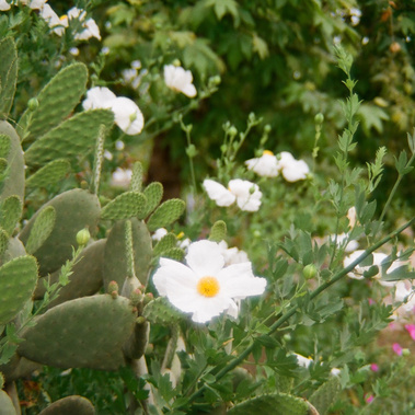 35mm film photo of white flowers. The vibes are soft and romantic. Taken in the Los Rios District, San Juan Capistrano, Orange County, CA. Photography by Aly Rose Photo, wedding, engagement, elopement, portrait photographer in Southern California