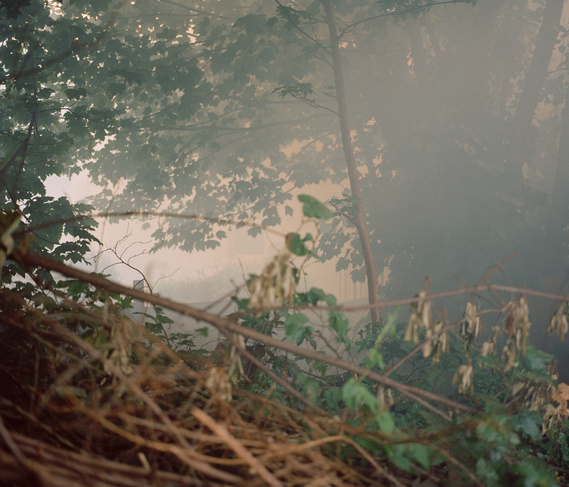 Fire smoke engulfing woodland, the sun beaming through the trees. 