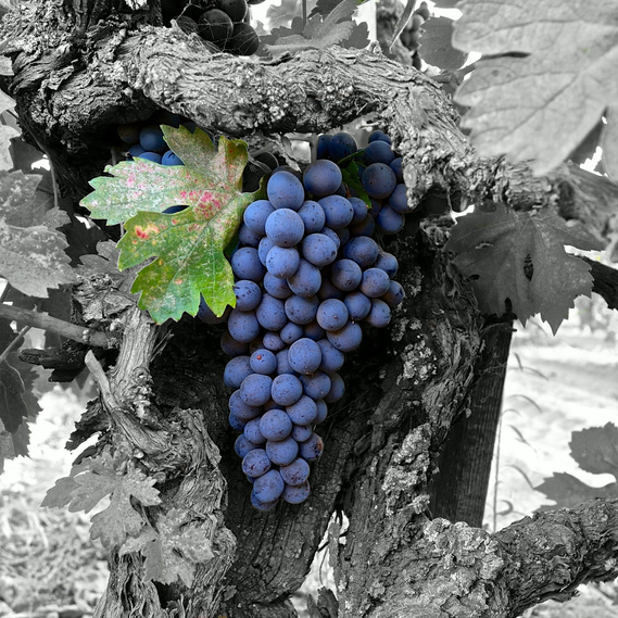 Ancient vine Cinsaut in hollowed trunk, west side of Lodi's Mokelumne River appellation.
