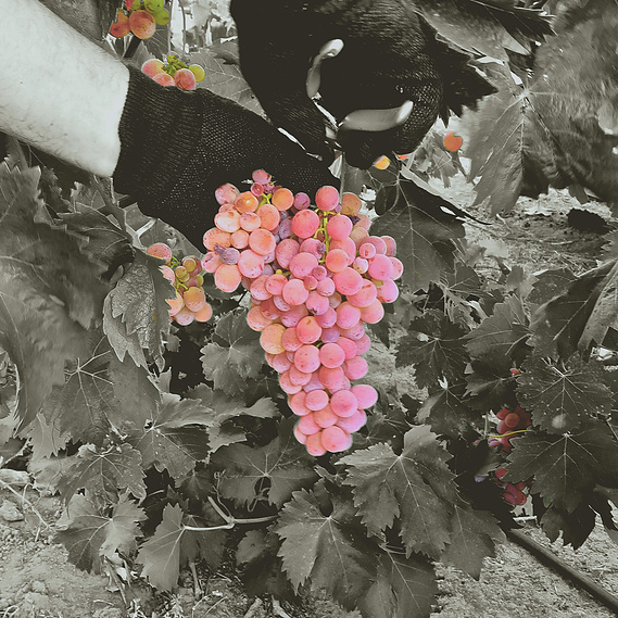 Ancient vine Flame Tokay harvest on west side of Lodi's Mokelumne River appellation.