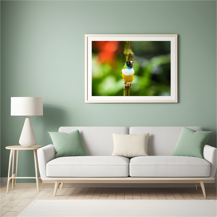 Rainbow or Gouldian Finch Print for Sale by Anh Bao Tran-Le Photography and @wandering.anhbao
