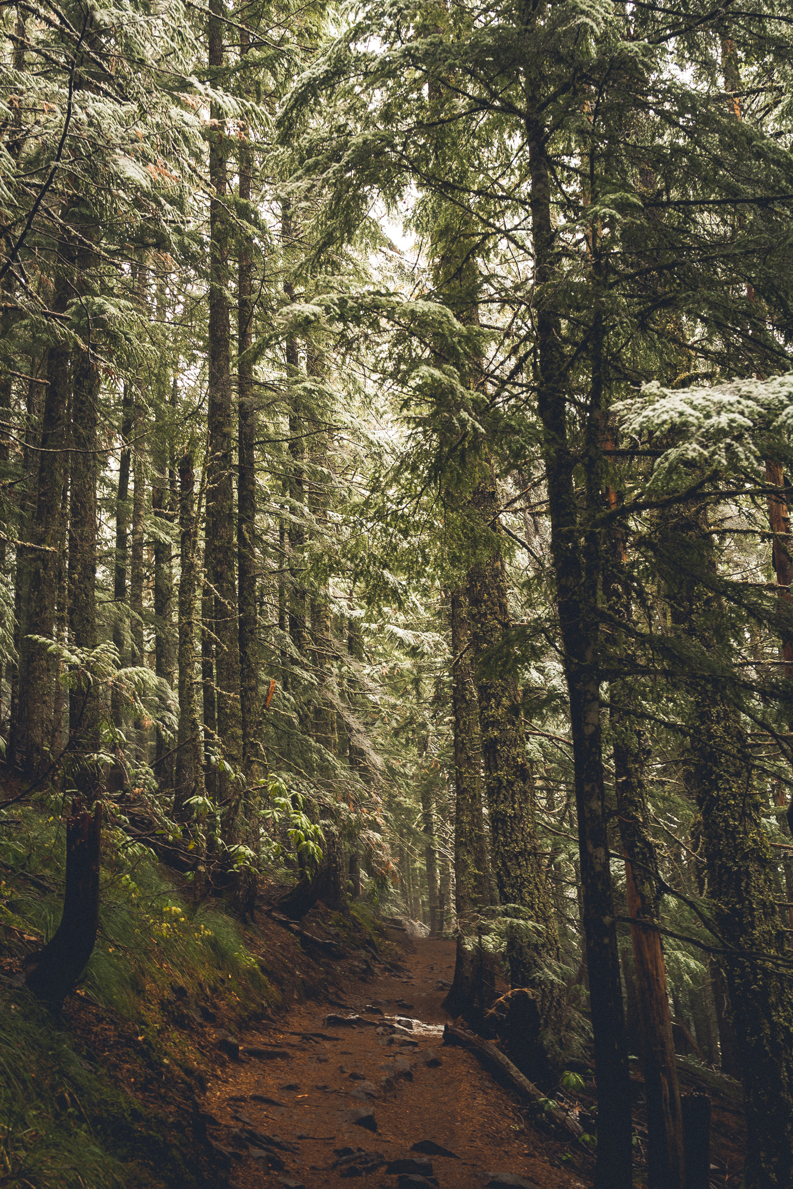 Forest Print by Anh Bao Tran-Le Photography in Chattanooga, Tennessee
