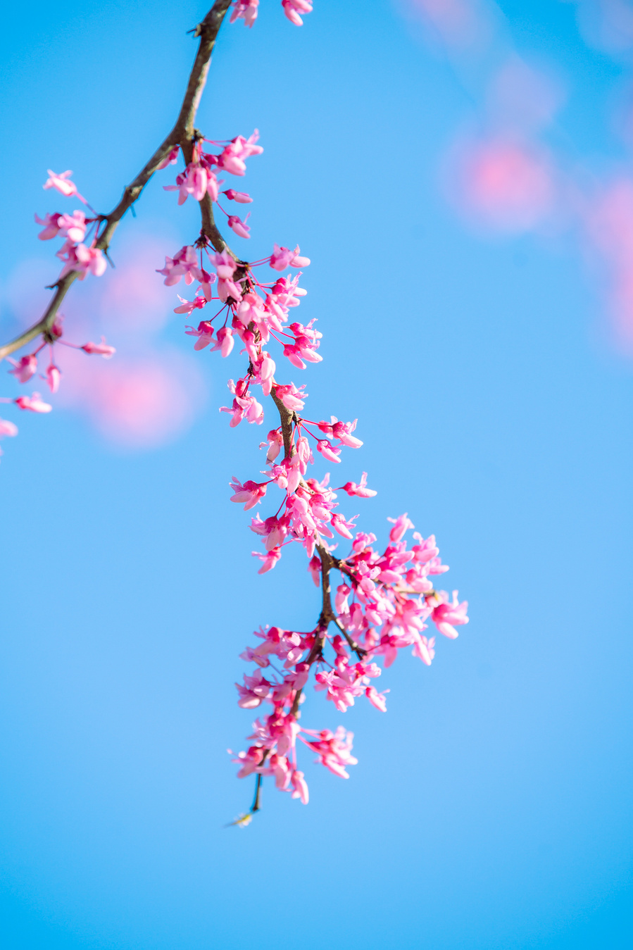 Cherry Blossom Print by Wandering.anhbao. Anh Bao Tran-Le Photography