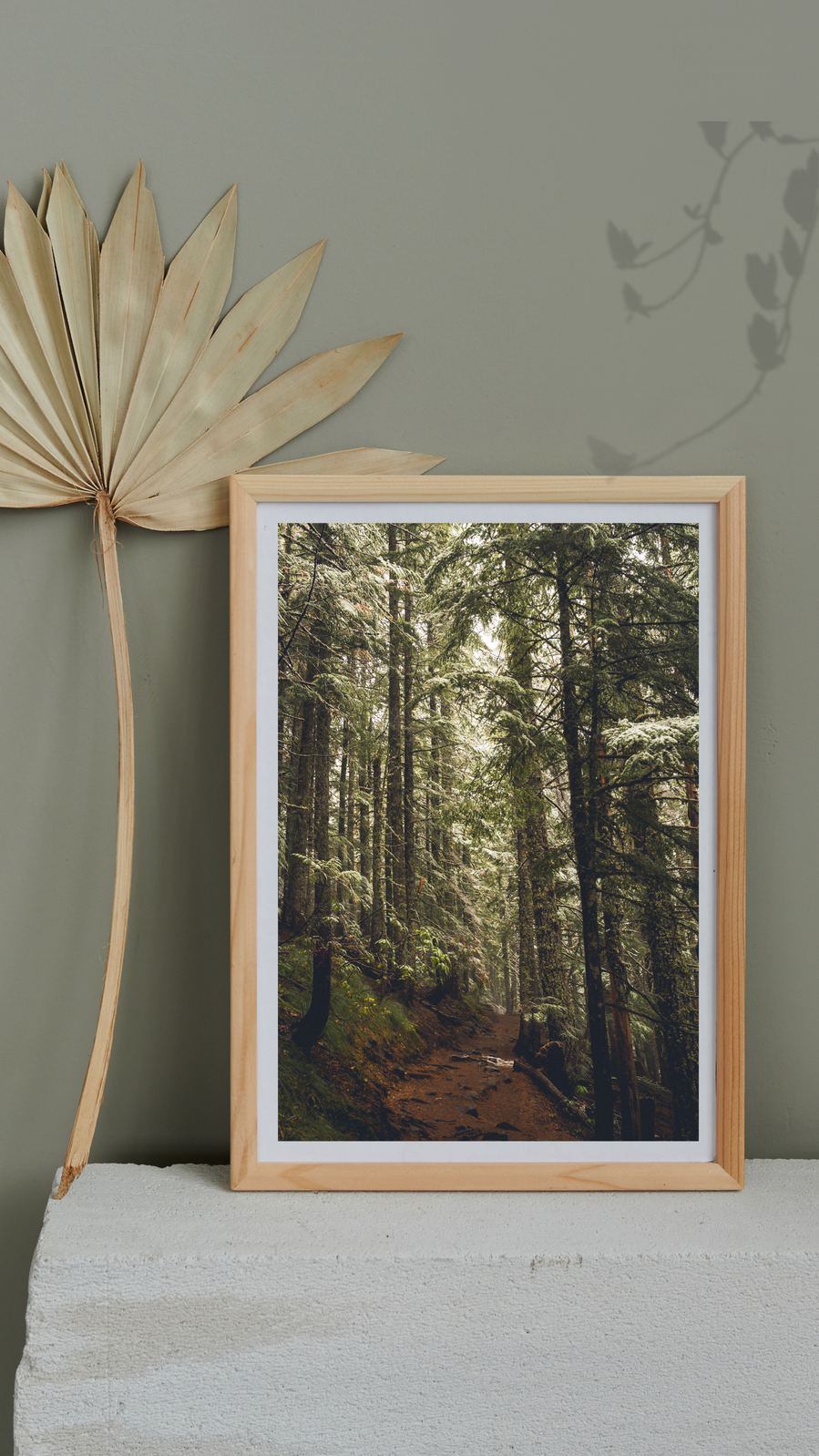 Forest of Mt. Hood Meadows, Oregon by Anh Bao Tran-Le Photography; wandering.anhbao