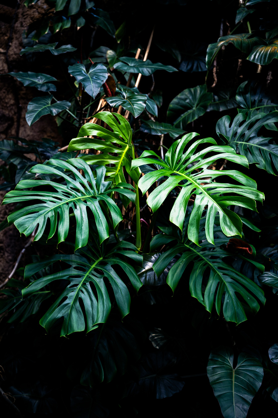 Monstera deliciosa print by Anh Bao Tran-Le, wandering.anhbao, www.anhbao.com