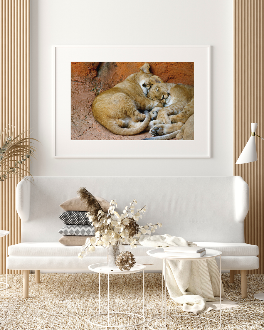 Portrait of two lion cubs napping at the Atlanta Zoo. This is one of the oldest shots in my portfolio but I still love how cute these two were napping in the corner of their enclosure. 