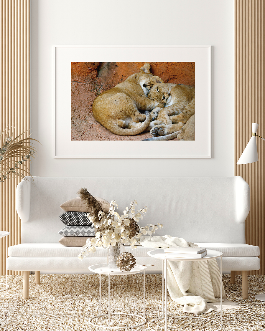 Portrait of two lion cubs napping at the Atlanta Zoo. This is one of the oldest shots in my portfolio but I still love how cute these two were napping in the corner of their enclosure. 