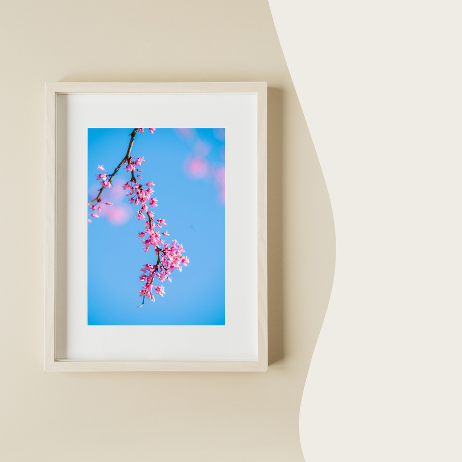 Framed print of Cherry Blossom by Anh Bao Tran-Le Photography; wandering.anhbao
