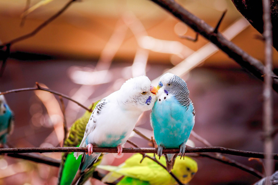Kissing Parakeets for Sale by Anh Bao Tran-Le Print Store Photography
