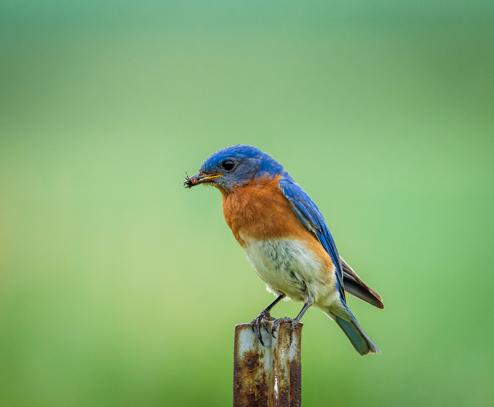 Eastern Bluebird Snacking Fine Art Print for sale by Anh Bao Tran-Le Photography 