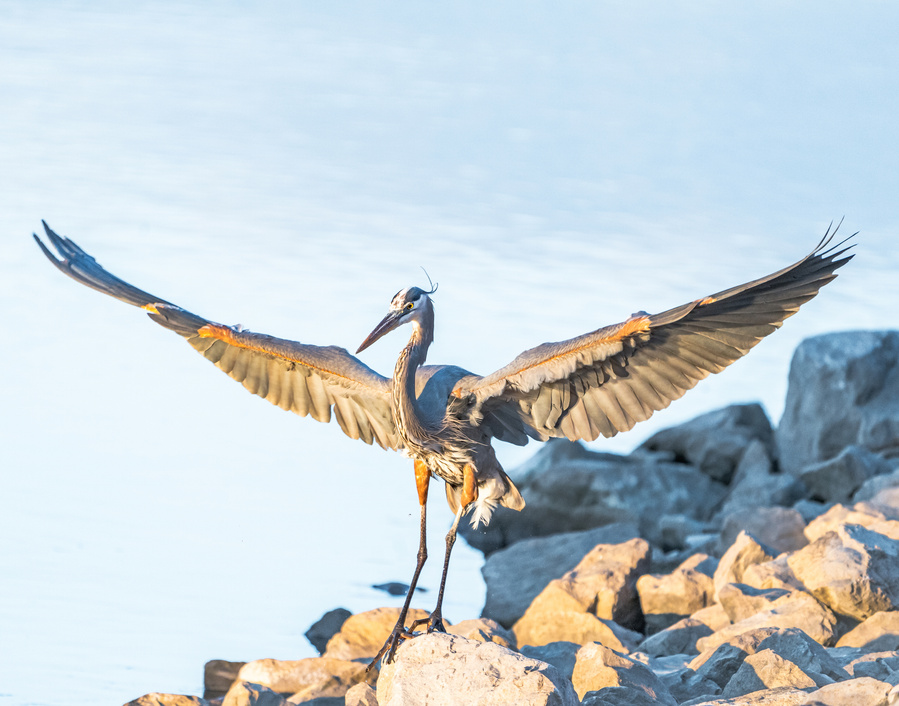 Heron Bird wings out on the shore of Coolidge Park in Chattanooga, Tennessee (TN) by Anh Bao, wandering.anhbao