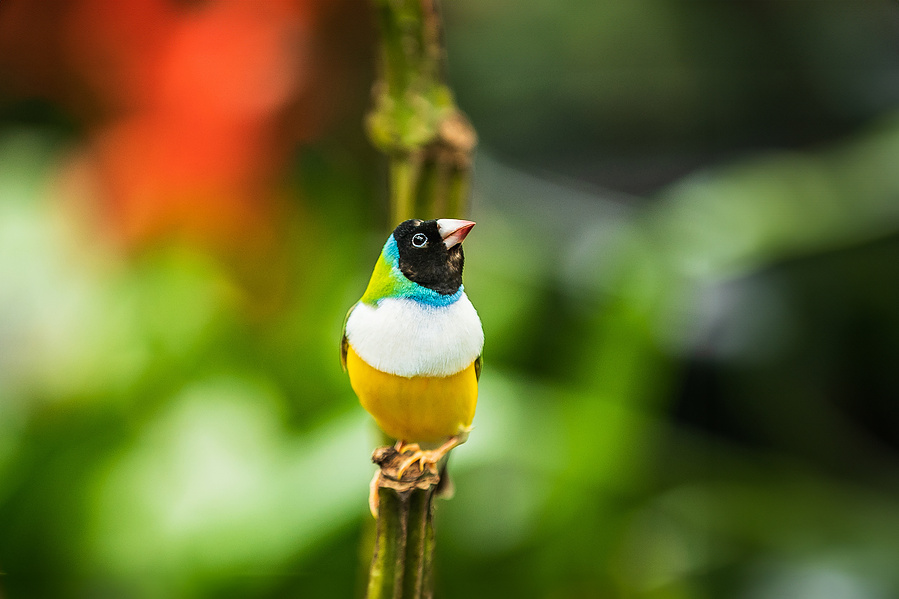Rainbow Finch Print for Sale by Anh Bao Tran-Le Photography and @wandering.anhbao

