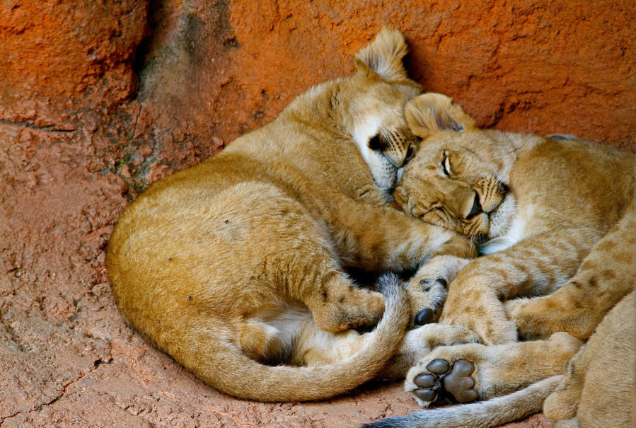 Portrait of two lion cubs napping at the Atlanta Zoo. This is one of the oldest shots in my portfolio but I still love how cute these two were napping in the corner of their enclosure. 