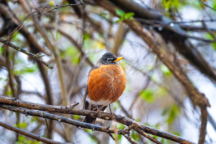 An American Robin enjoying the rainy winter afternoon at Coolidge Park in Chattanooga, TN 
