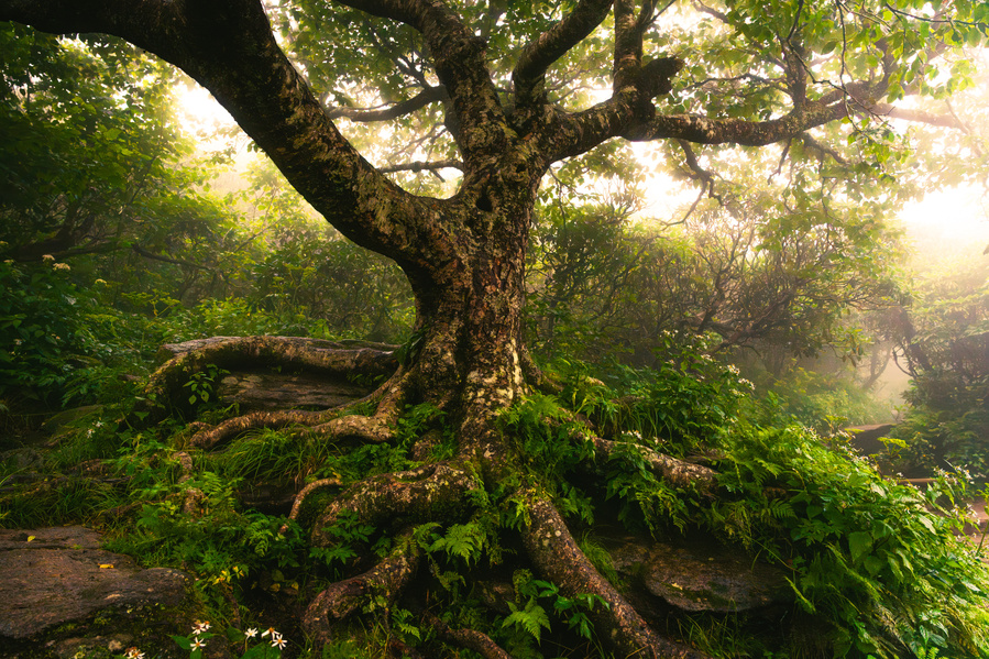 Enchanted Tree - Craggy Pinnacle in Asheville, North Carolina (NC) by Anh Bao Tran-Le Photography print for sale 