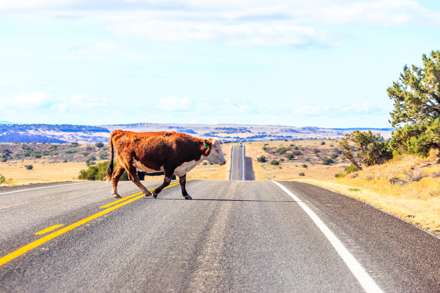 Free Range Cow Crossing Moah, Utah (UT) by Anh Bao Tran-Le Photography. www.anhbao.com; wandering.anhbao