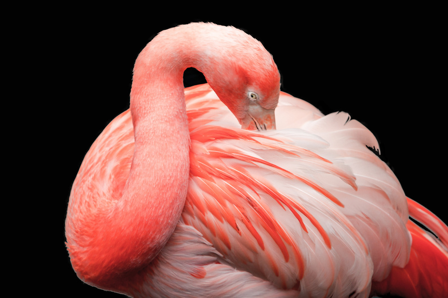 Flamingo on black background print for sale on Anh Bao Tran-Le's website

