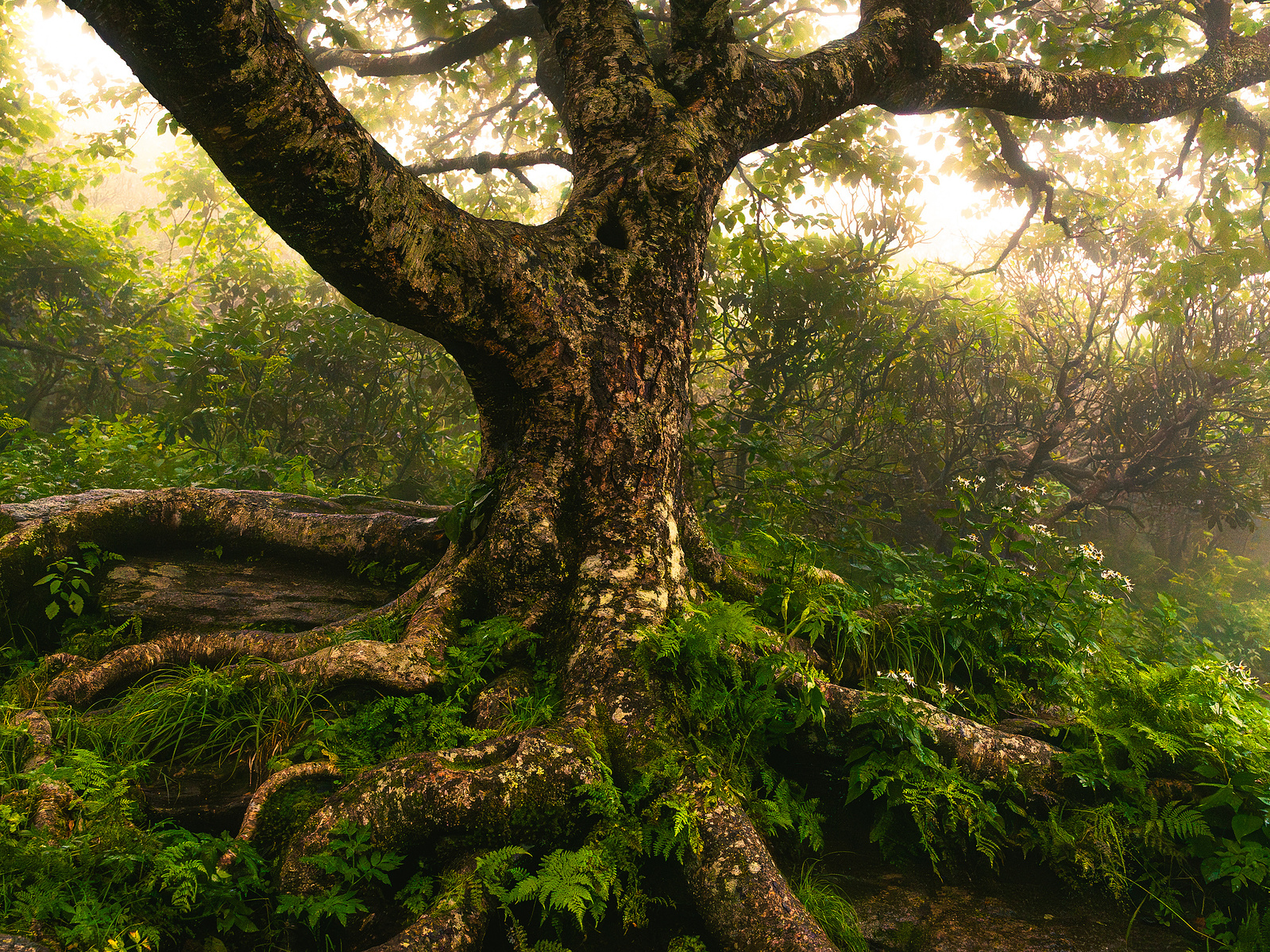 Enchanted Tree Print For Sale - Chattanooga Wedding, Engagement, and ...