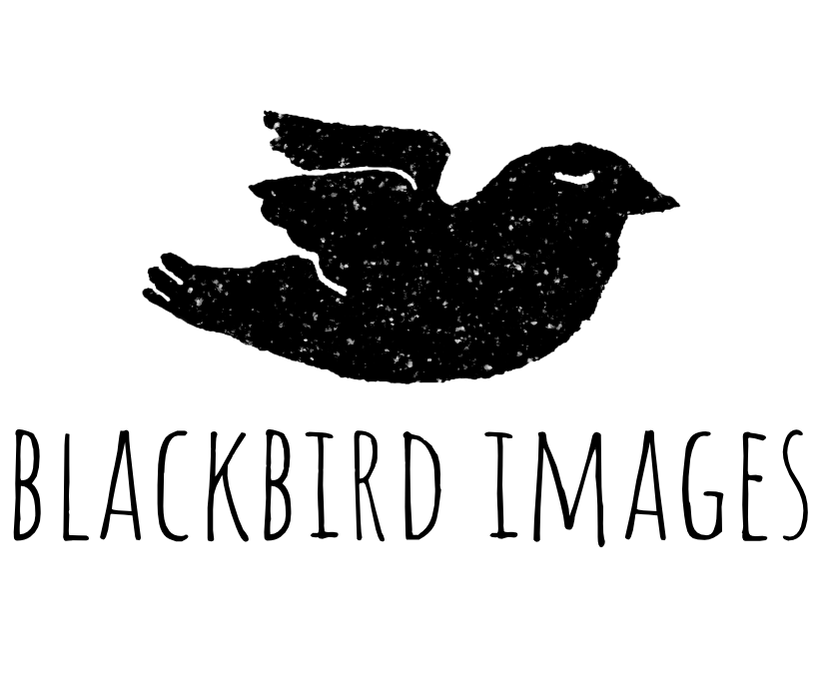 Blackbird Images