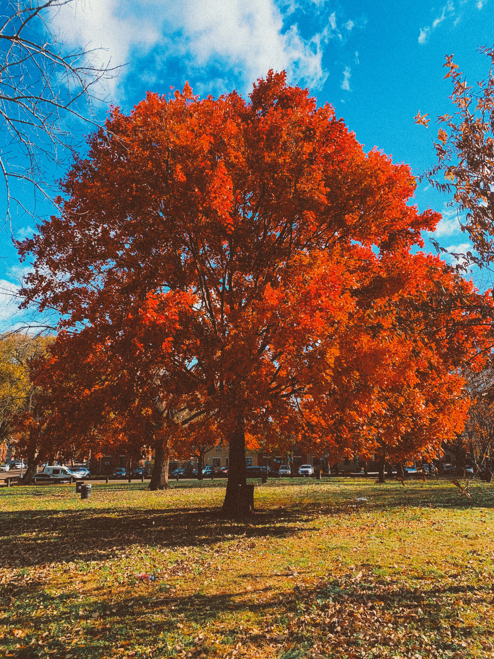 A singular bright red orange tree in a park. The backdrop are partly cloudy, bright blue skies. 