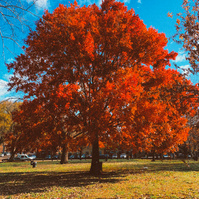 A singular bright red orange tree in a park. The backdrop are partly cloudy, bright blue skies. 