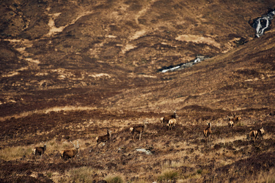 isle-of-skye-deer-herd-stag-photography-by-matthew-stansfield