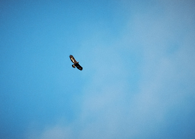 isle-of-skye-sky-golden-eagle-photography-by-matthew-stansfield