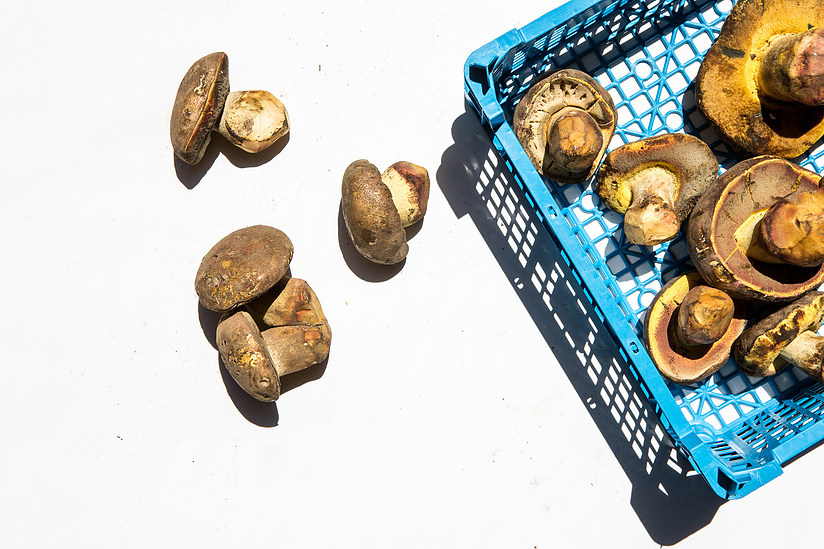 Bolete Mushrooms, foraged food, Austin lifestyle photographer, Austin commercial food photographer