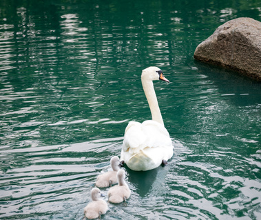 mother swan swimming with baby swans.