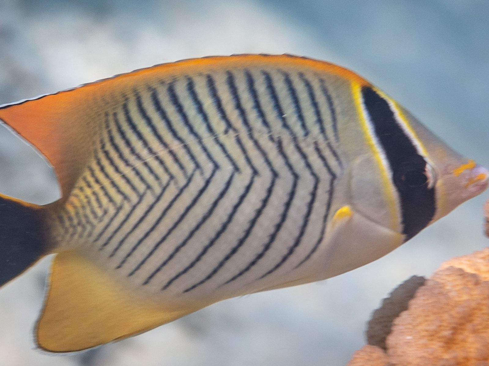 butterfly fish - chevron - Bogie Geographic