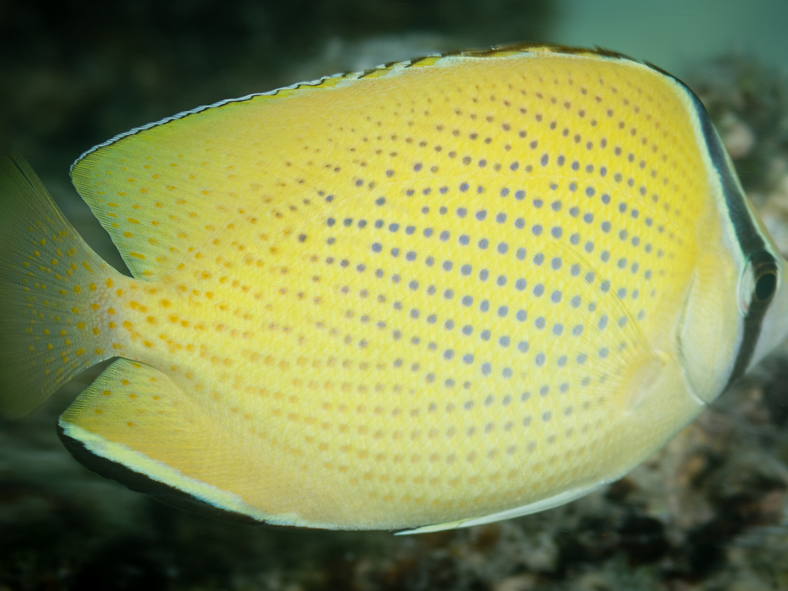 butterfly fish - speckled - Bogie Geographic