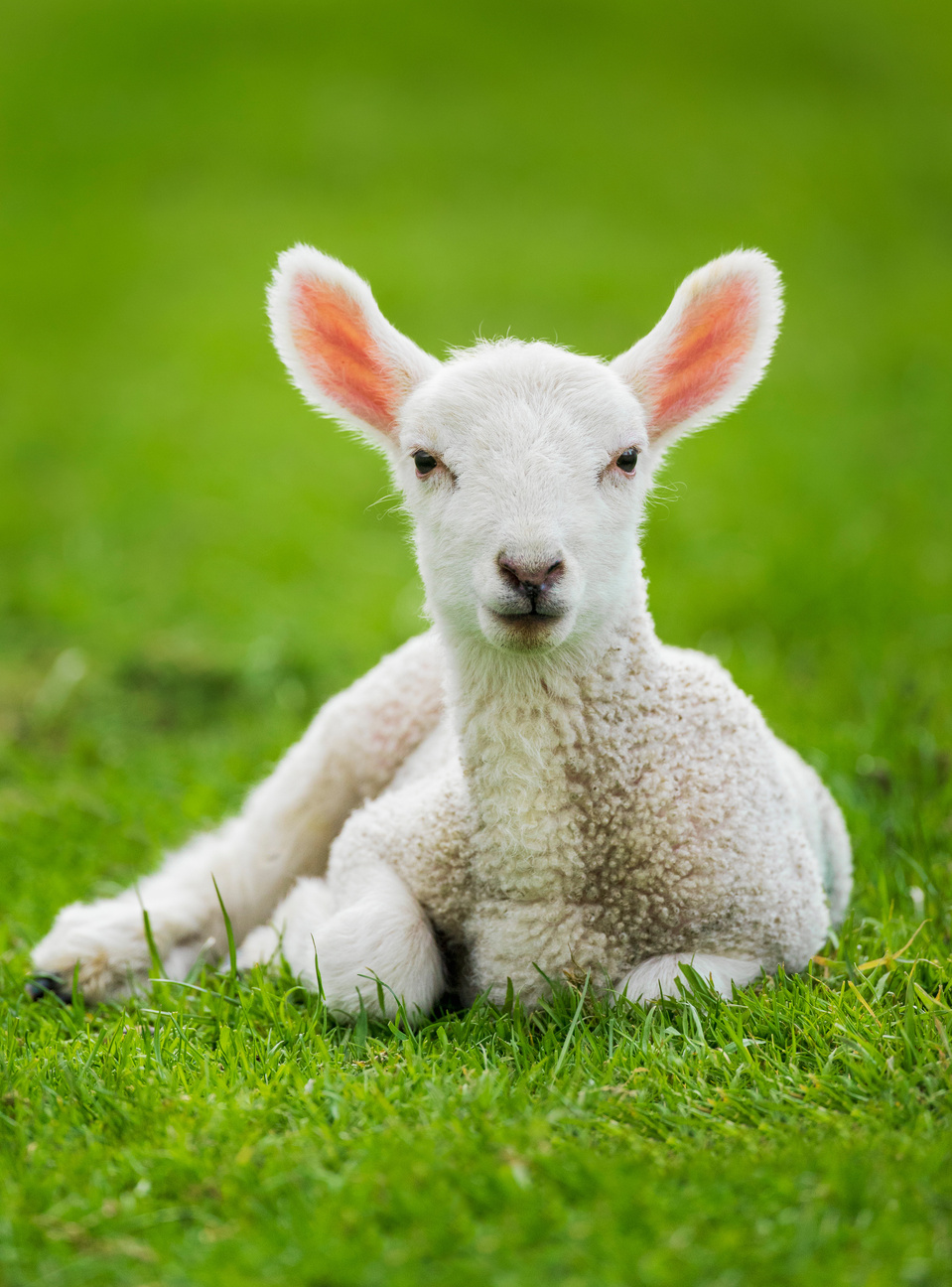 A baby lamb (sheep) laying on the grass looking at the camera. Pink ears. 