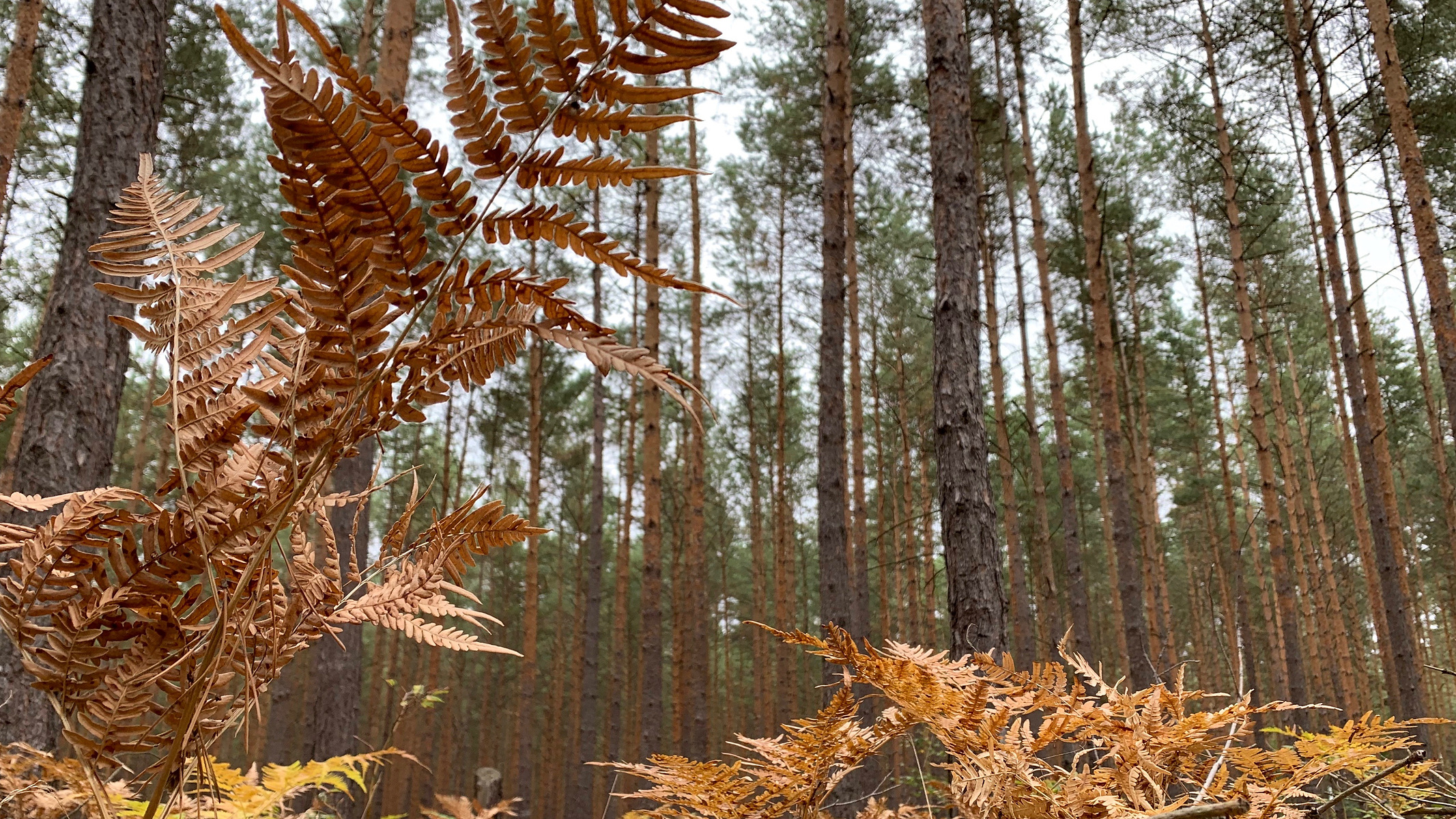 Was hilft dem Wald?, Waldgipfel, nano, 3Sat, Gesche Jürgen, Greenpeace, Hans-Georg von der Marwitz, Verband der Waldbesitzer, Naturwaldakademie Lübeck, Torsten Welle, Prof. Andreas Bolte. Julia Kaulbars