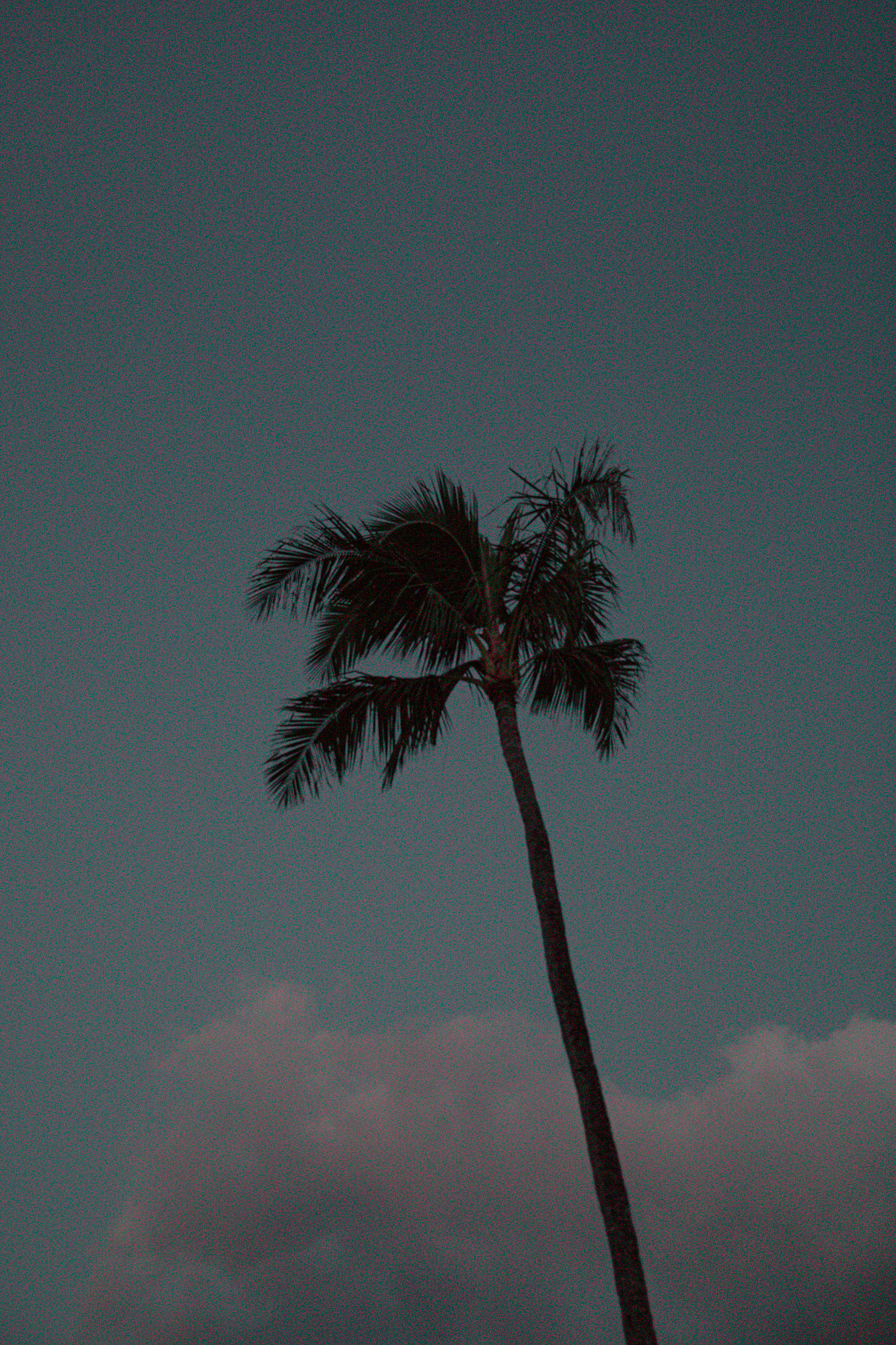 Palm tree in Maui
