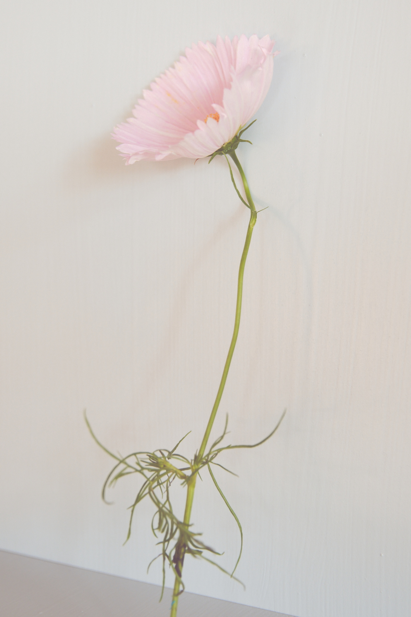 Cupcake Cosmo flower grown from Floret Flower seeds. 