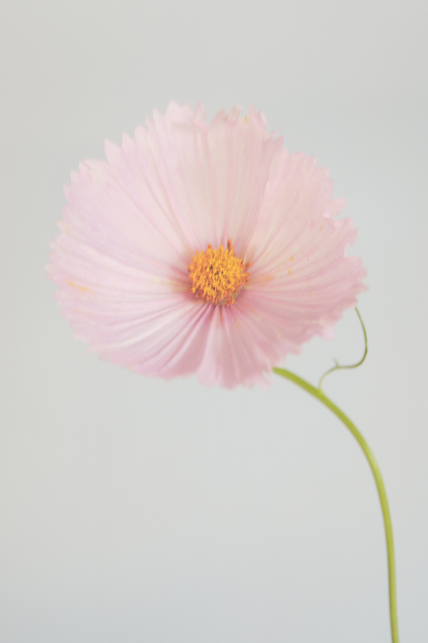 Cupcake Cosmo flower grown from Floret Flower seeds. 