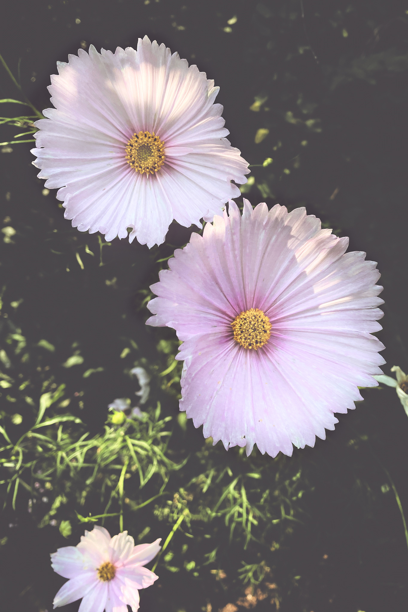 Cupcake Cosmo flowers in my garden grown from Floret Flower seeds. 