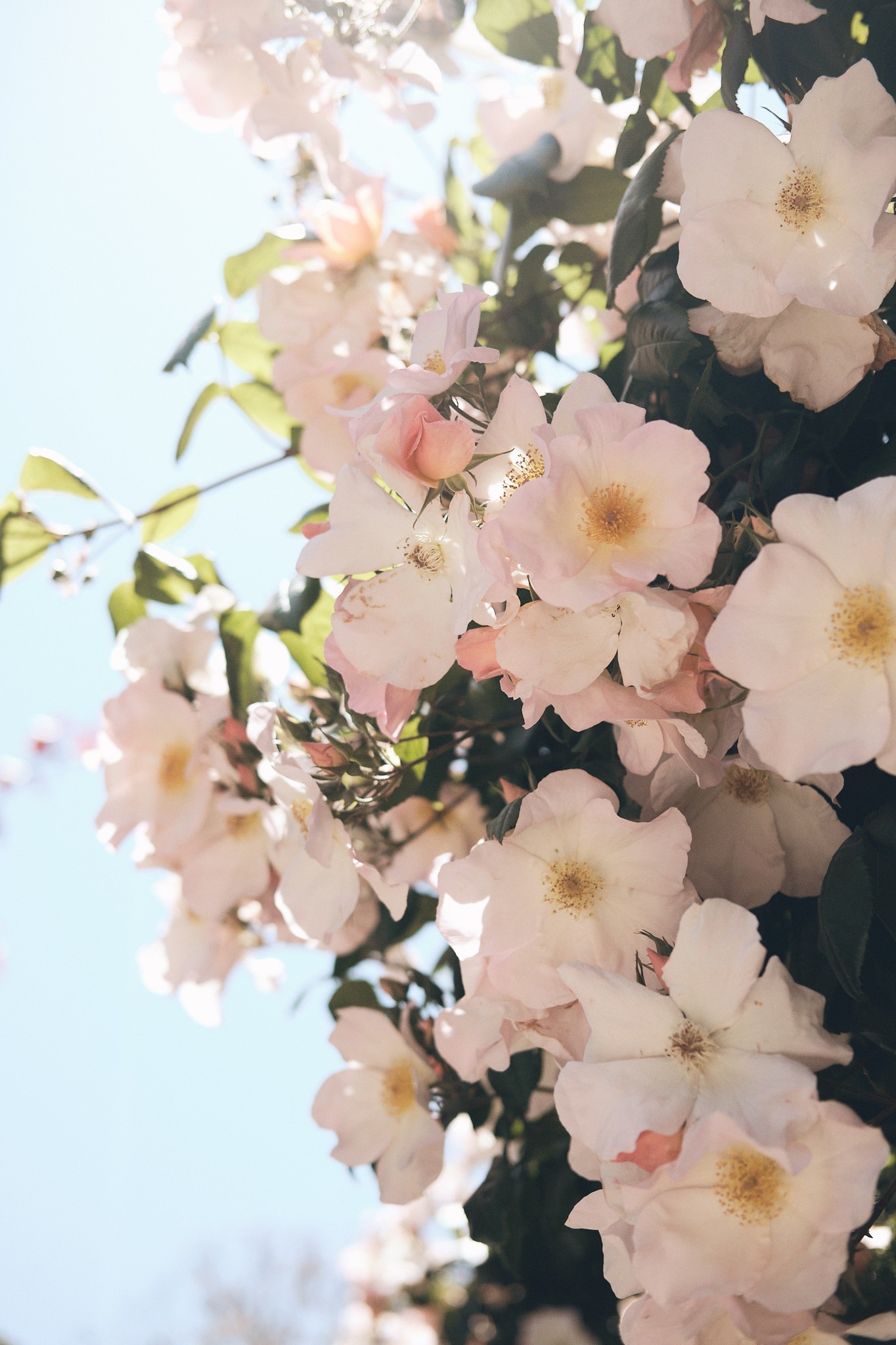 Flowers photographed against a blue sky in San Francisco.