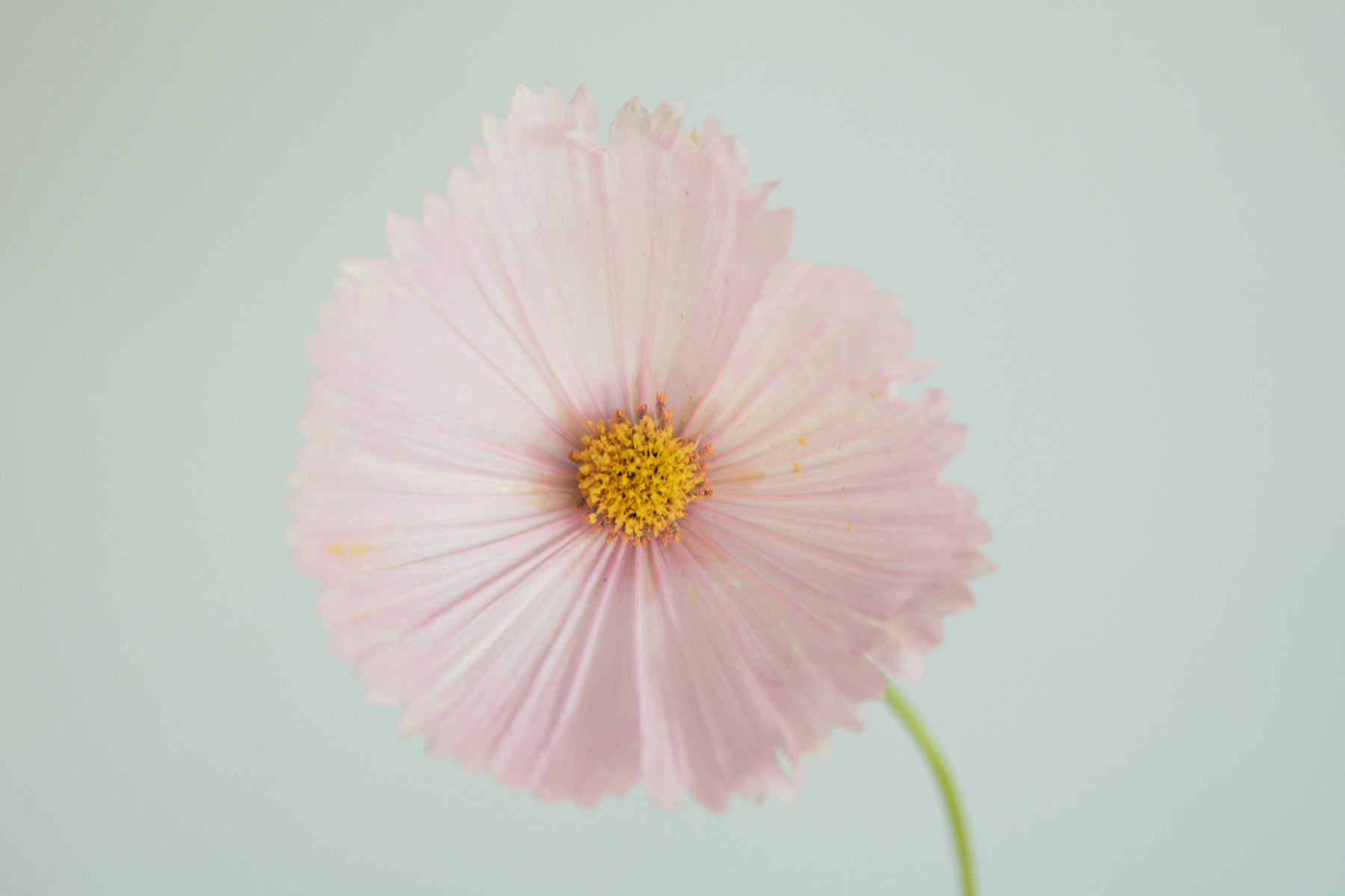 Cupcake Cosmo flower grown from Floret Flower seeds. 