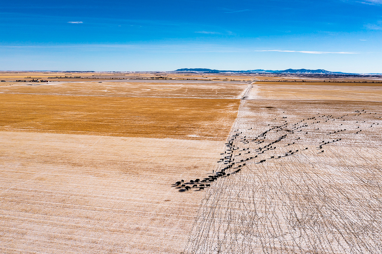 Regenerative Agriculture drone image of cattle being transfered into the next systematical area for the herd to feed and providing nutrients to the soil.