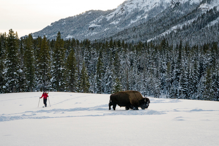 Anne Gilbert Chase returns from ice climbing past the local residents. Yellowstone National Park