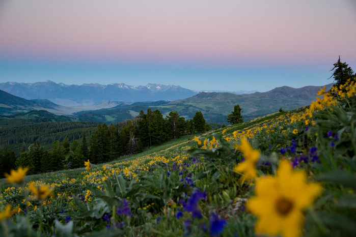 Mid summer flowers on Chestnut looking towards the Paradise Valley, Montana