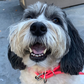 A large black and white polish lowland sheep dog is pictured from the chest up. She wears a bright pink collar and a big smile. 