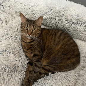 A tabby cat is curled up in the shape of a heart in a big soft dog bed. Her mouth is surrounded by white fur in the shape of a heart. 