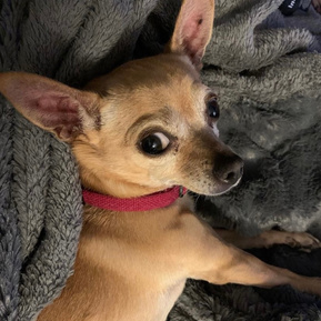 A 5 lb. Chihuahua with big ears and large brown eyes is swaddled in a grey blanket and staring up at you. 