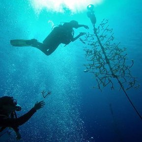 FORCE BLUE: TEAM ONE MEMBERS WORKING WITH CORAL REEF