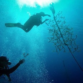 FORCE BLUE: TEAM ONE MEMBERS WORKING WITH CORAL REEF